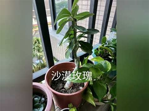 全日照植物 西曬|陽台全日照植物完全攻略：打造綠意盎然陽台的必學秘訣